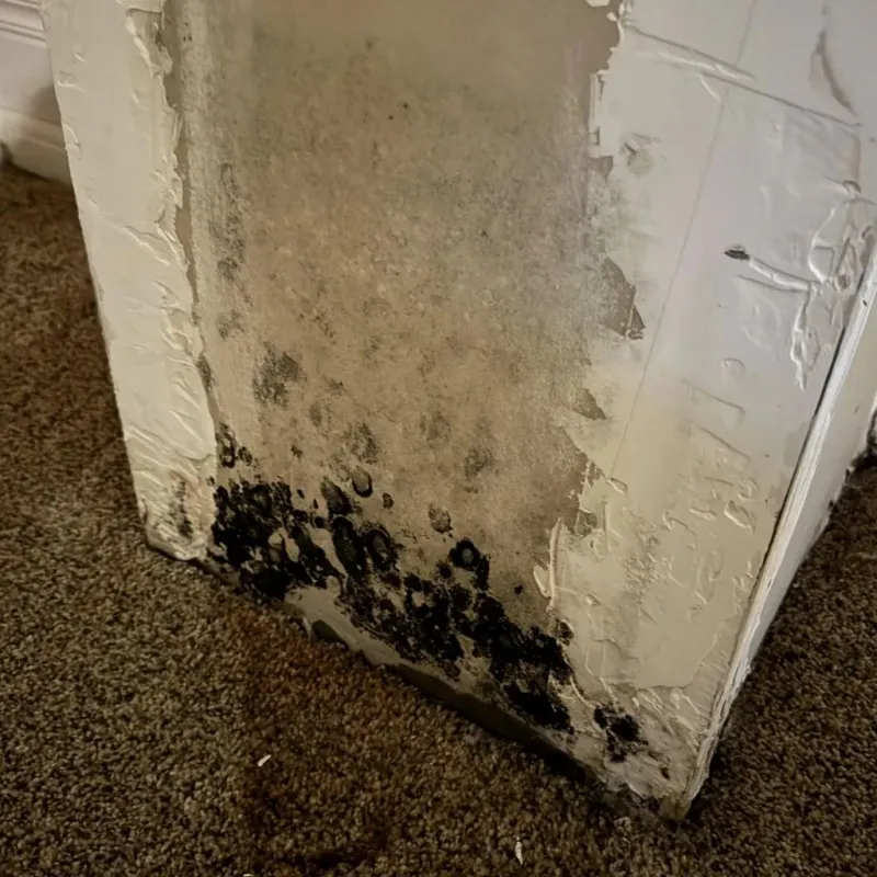 Professional Mold Removal in Taylor, PA